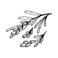 Sea buckthorn in line style. Isolated hand drawing berry vector illustration. Doodle simple outline.