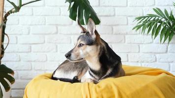 huisdier zorg. schattig moe gemengd ras hond aan het liegen Aan geel bed Bij huis vallend in slaap, huis planten Aan de achtergrond video