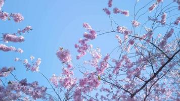 voorjaar kers bomen in vol bloeien met blauw lucht achtergrond video