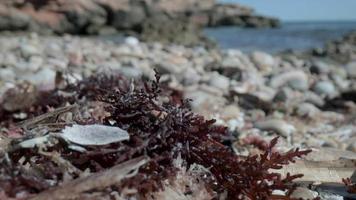 Close up macro video of stones and pebbles getting covered as the tide comes in