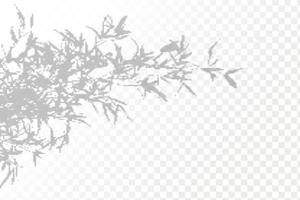 Realistic shadow tropical leaves and branches on transparent checkered background. The effect of overlaying shadows. Natural light layout. vector