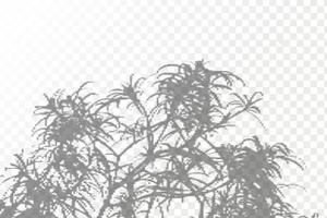 realista sombra tropical hojas y ramas en transparente a cuadros antecedentes. el efecto de superposición oscuridad. natural ligero disposición. vector