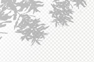 Realistic shadow tropical leaves and branches on transparent checkered background. The effect of overlaying shadows. Natural light layout. vector