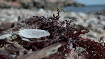 Close up macro video of stones and pebbles getting covered as the tide comes in