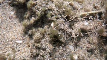 Close up macro video of stones and pebbles getting covered as the tide comes in