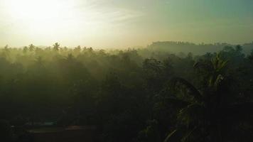 Sonnenaufgang im das Urwald von Ceylon, sri Lanka durch Drohne mit Sonne Strahlen Kreuzung Morgen Nebel. video
