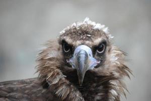 Falcon - Close-Up on Head and Defocused Background photo