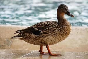 Female Mallard Duck Walking on Pond Edge photo