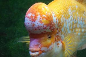 Amphilophus Citrinellus - White and Orange Fish photo