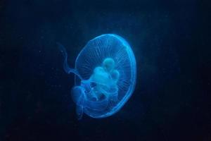 Jellyfish Swimming in Water photo