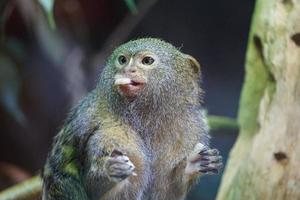 Pygmy Marmoset Monkey Eating photo