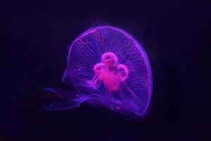 Jellyfish Swimming in Water photo