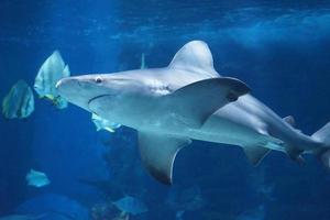 Shark Swimming Underwater photo