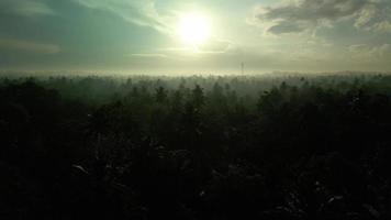 vol par drone au dessus sri lanka jungle à Matin avec des oiseaux. video