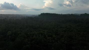 amanecer en sri lanka selva por zumbido. luz de sol encima bosque. video