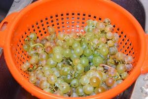 Washed White Grapes photo