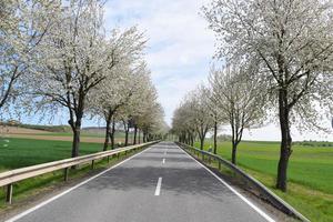 blanco floreciente avenida de Cereza arboles foto