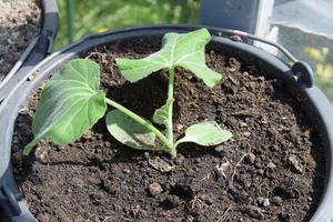 Butternut Pumpking Plant, small plant with big leaves photo