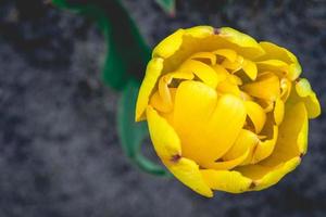 Close up from the beautifull Dutch tulips in spring. photo