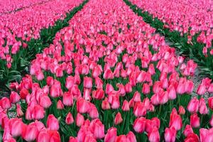 Rows of pink tulips in The Netherlands, During Spring. photo