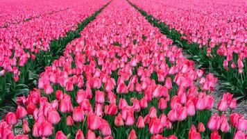 Rows of pink tulips in The Netherlands, During Spring. photo
