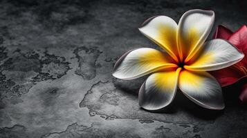 frangipani en gris fondo, generado ai imagen foto