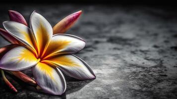 frangipani en gris fondo, generado ai imagen foto