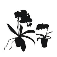 Vector set of realistic flowers orchids, phalaenopsis. Realism modern silhouettes plants pot. Flat design template.