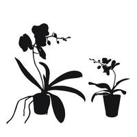 Vector set of realistic flowers orchids, phalaenopsis. Realism modern silhouettes plants pot. Flat design template.