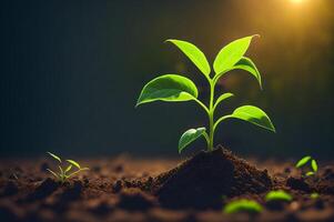 a young plant in the ground background with light, new life concept, seed growing in the soil, photo