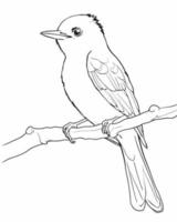bird in a tree coloring page vector