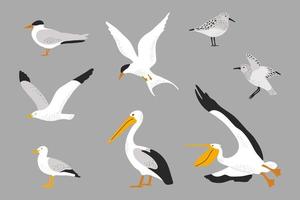 Hand drawn seabirds set. Seagull, pelican, tern and sandpiper illustration vector