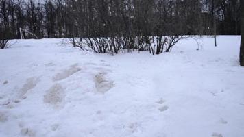 bomen takken gedekt in sneeuw achtergrond zwart en wit video