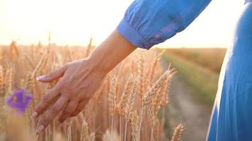 hembra mano conmovedor trigo en el campo en un puesta de sol ligero video