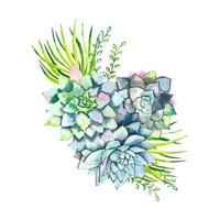 Watercolor composition with succulents ,isolated vector