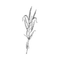 Opened canola pods on a branch. Canola pods hand drawn sketch, monochrome on white background vector