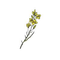 Canola flowers on a branch on a white background. Botanical vector illustration with canola yellow flower. Hand drawn sketch with rapeseed isolated on white background