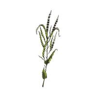 Canola seed pods on branch hand drawn sketch vector illustration isolated.