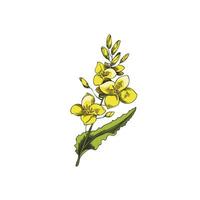 Canola blooming with yellow flowers, hand drawn vector illustration isolated.
