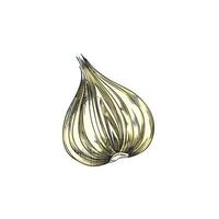 Half of onion bulb hand drawn color vector illustration isolated on white.