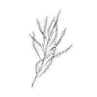Canola pods on a branch. Canola hand drawn sketch, monochrome on white background vector