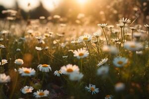 Field of daisies, blue sky and evening sun. Neural network AI generated photo