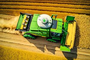 Combine harvester harvests ripe wheat on agriculture field. Neural network generated art photo