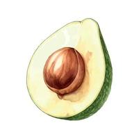 Avocado. Hand drawn watercolor painting. Vector illustration.