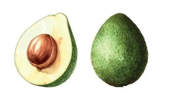 Avocado. Hand drawn watercolor painting. Vector illustration.