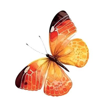 orange yellow butterfly watercolor isolated on a white background