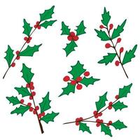 Holly berries.  Set of holly branches with berries vector