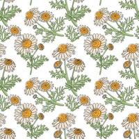 Seamless pattern of camomiles vector