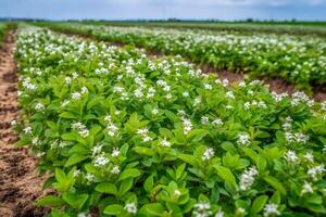 Stevia rebaudiana, sweet leaf sugar substitute isolated on field background. Neural network photo