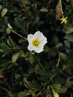 blanco flor antecedentes para móvil fondo de pantalla foto